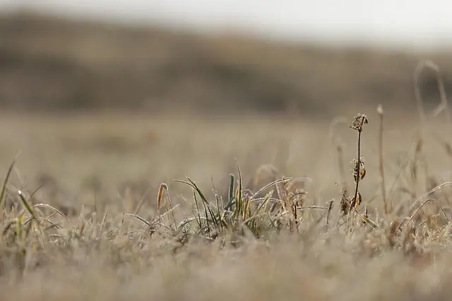10 Plantes Médicinales à Découvrir lors de Vos Expéditions Nature
