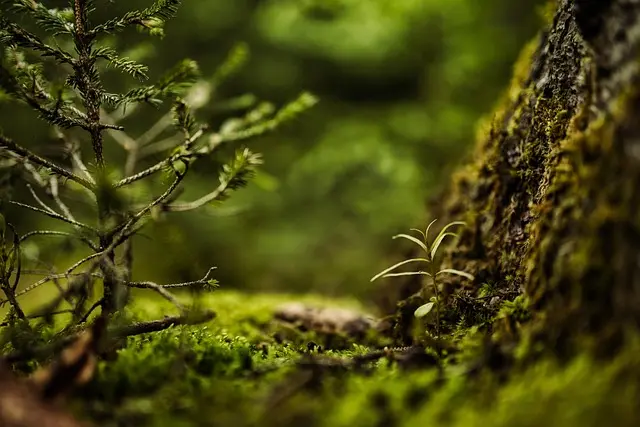 Les 10 Meilleures Destinations pour des Expéditions Nature
