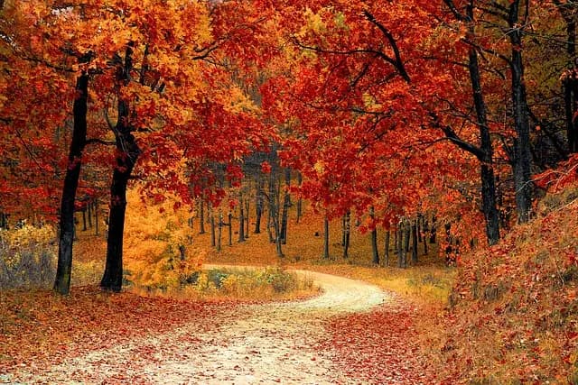 Les Meilleures Destinations pour des Expéditions Nature en Automne