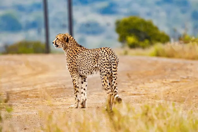 Les meilleures techniques pour observer la faune en nature