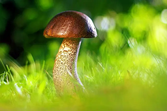 10 Plantes Sauvages Comestibles à Découvrir lors d'Expéditions
