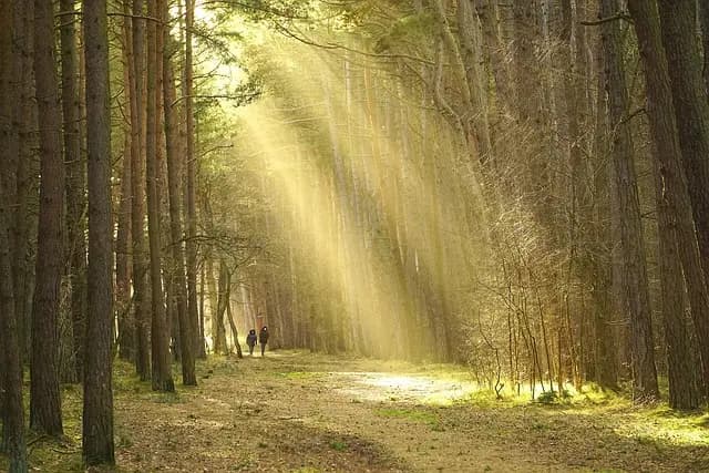 Les 10 Meilleures Astuces pour Réussir Vos Expéditions Nature