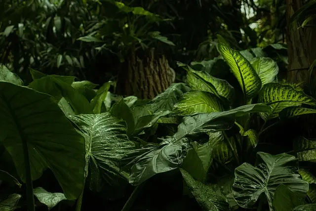 Les 10 Meilleures Plantes Comestibles à Découvrir lors de vos Expéditions