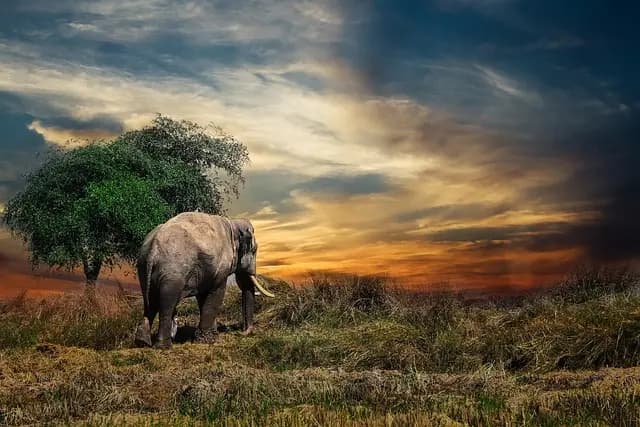 5 Techniques pour Photographier la Faune lors de vos Expéditions