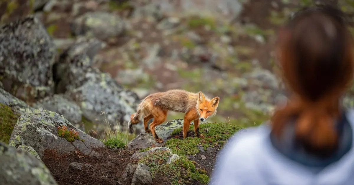 Guide Pratique pour Observer la Faune lors de Vos Expéditions