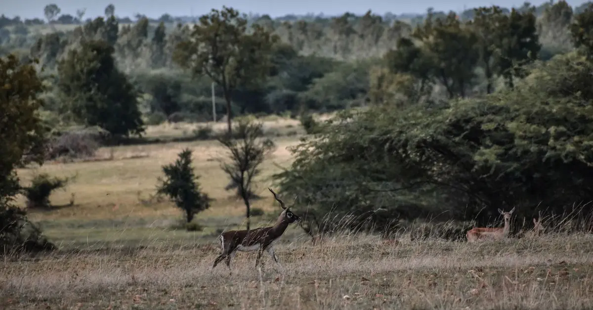 Les Meilleurs Spots pour Observer la Faune en Nature