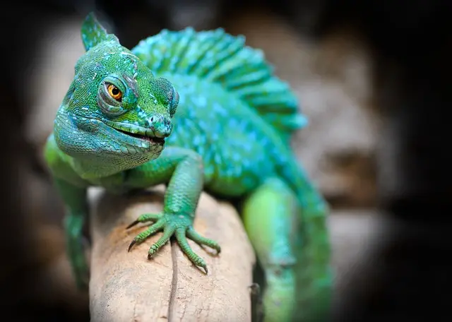 10 conseils pour photographier la faune lors de vos expéditions