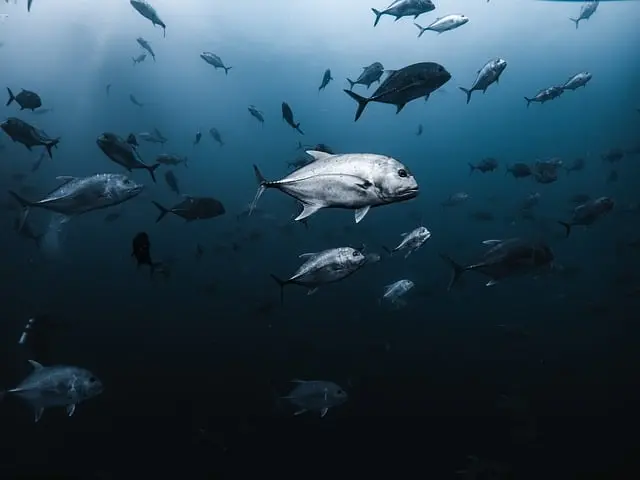 Les 10 Écosystèmes à Explorer lors de Vos Expéditions Nature