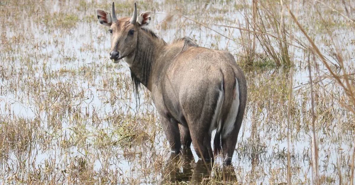Les meilleures pratiques pour photographier la faune lors d'expéditions