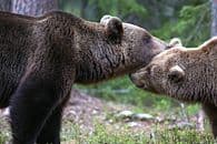 Grizzlis et Klondike