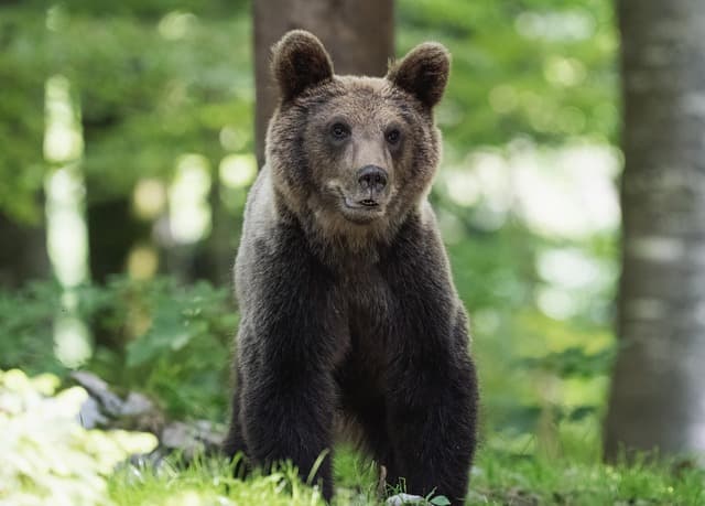 Comment Observer la Faune lors de vos Expéditions Nature