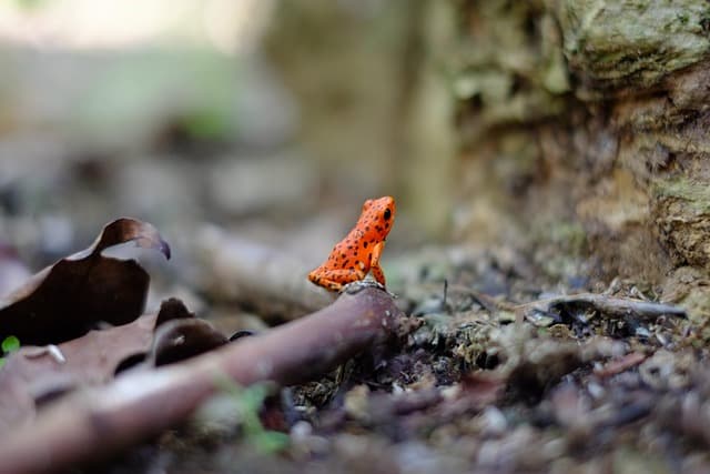 Comment photographier la faune lors de vos expéditions nature