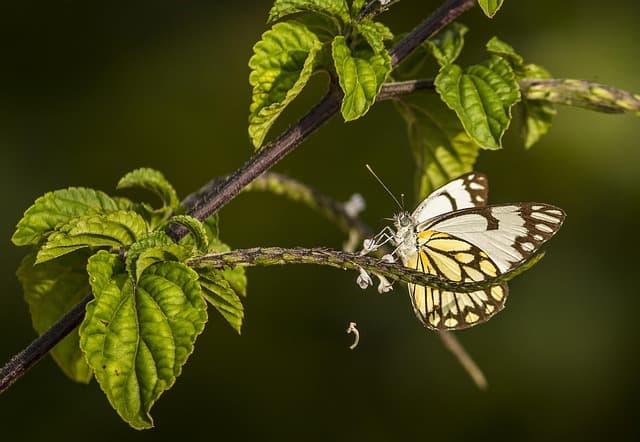 Les meilleures pratiques pour observer la faune en pleine nature
