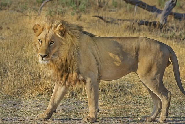 Les meilleures astuces pour capturer la faune lors d'expéditions